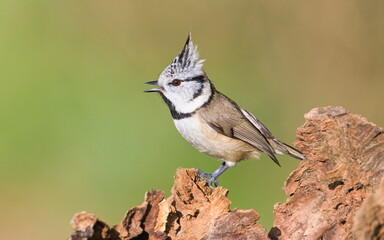 Lophophanes cristatus aka Crested tit with open beak. Lovely small bird with topknot and red eyes. Isolated on clear blurred green background.