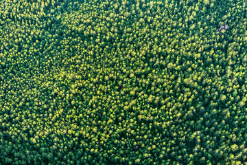 Aerial view of lush green forest with treetops and natural patterns, Zabaykalsky Krai, Russia.