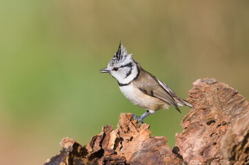 Lophophanes cristatus aka Crested tit with open beak. Lovely small bird with topknot and red eyes. Isolated on clear blurred green background.