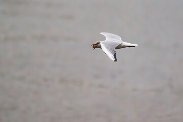 Seagulls are so different and interesting