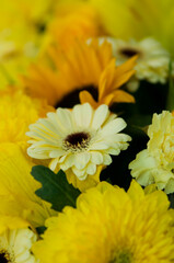 Flowers, plant beautiful, home detail