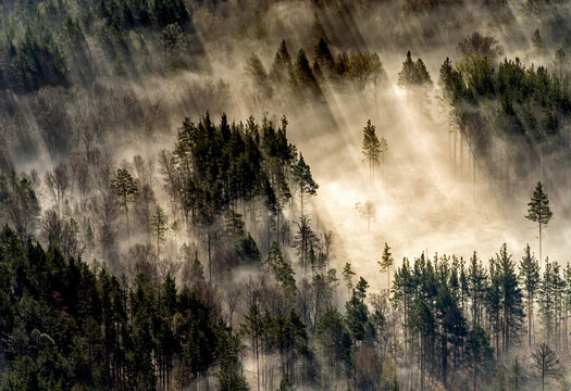 Fototapeta Aerial view of lush forest shrouded in mist and fog with treetops peeking through, Bashkortostan Republic, Russia.