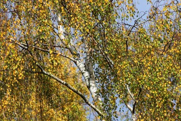 Detail of leafs Betula pendula tree, silver birch. Fall.