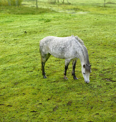 Obraz premium Horse, animal and eating grass in nature for agriculture, sustainability and livestock farming in countryside. Field, stallion and grazing in meadow for nutrition and ecology in ranch environment