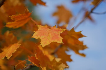 Golden and Red-Orange Autumn Maple Leaves on a Tree Against a Blurry Sky Background. Soft, Dreamy Fall Scene Perfect for Seasonal Wallpaper with Warm, Vibrant Colors.