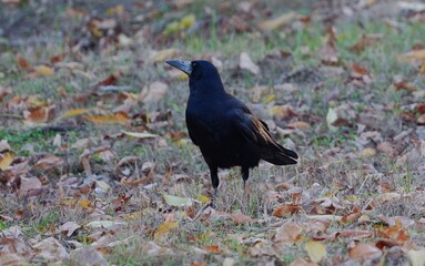 Fototapeta premium A Crow in an Autumn Park. Dark Bird Standing Among Fallen Leaves with Warm Autumn Colors in the Background. Moody, Natural Scene of Wildlife in Fall.
