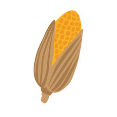 Hand drawn corn cob. Yellow maize plant seeds. Hand drawn vector illustration isolated on white backgrouns. Cereal plant. Vegetable crop, farming concept.