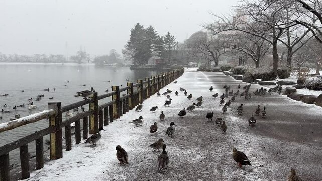 Northern pintail (Anas acuta) in winter in Takamatsu park in Morioka.
