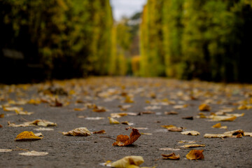 Colorful falling autumn leaves. View through the autumn foliage in park forest. Golden tree leaves. Beautiful tree with yellow leaves in autumn forest. Path littered with autumn leaves