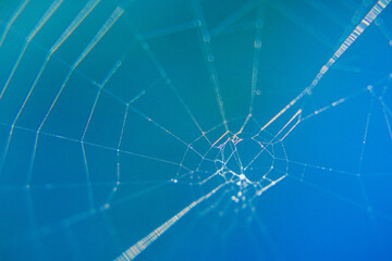 dew drops on a spider's web in the rays of the sun