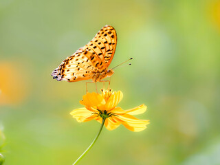 秋の公園や花壇を彩るコスモス（キバナコスモス）のある風景。コスモスとツマグロヒョウモン。背景。自然風景素材。