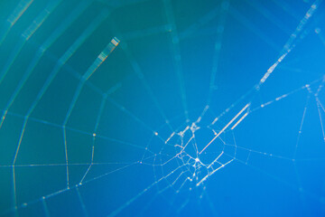 dew drops on a spider's web in the rays of the sun