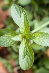 Fresh background closeup plant greenery natural light
