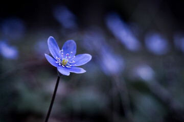 Close-Up of a Purple Liverleaf Flower with Blurry Dark Background
