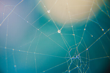 dew drops on a spider's web in the rays of the sun