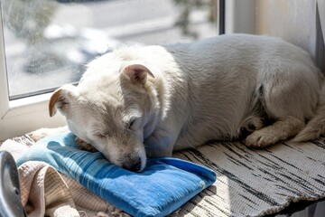 Lovely photo of a cute sleeping dog