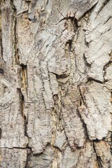 Granular material, solid wood with a structural surface for design textures. Grunge panel with rough coating