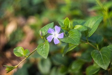 Flower photography beautiful landscape background screensaver
