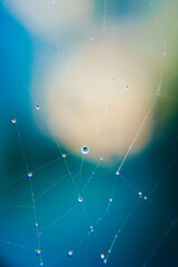 dew drops on a spider's web in the rays of the sun