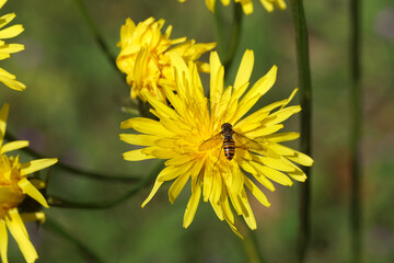 Marmalade hoverfly (Episyrphus balteatus) on yellow flowering rough hawksbeard (Crepis biennis). Spring, May, Netherlands	
