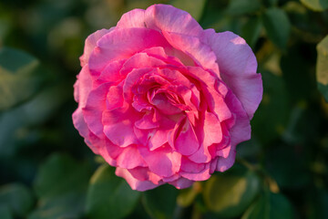 natural garden rose macro detail shot, the most colorful rose detail photo