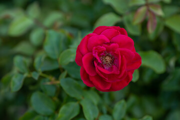 natural garden rose macro detail shot, the most colorful rose detail photo