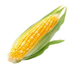 Fresh Corn on the Cob Isolated , isolated, transparent background, white background, no background