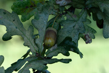 żołędzie © wedrownik52