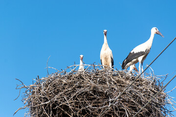 white storks in a nest
