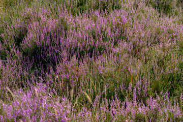 Selective focus of purple flowers in the filed, Calluna vulgaris (Heide, Heath, ling or simply heather) is the sole species in the genus Calluna, Flowering plant family Ericaceae, Natural background.