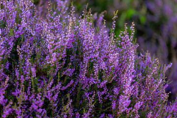 Obraz premium Selective focus of purple flowers in the filed, Calluna vulgaris (Heide, Heath, ling or simply heather) is the sole species in the genus Calluna, Flowering plant family Ericaceae, Natural background.