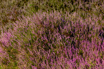 Selective focus of purple flowers in the filed, Calluna vulgaris (Heide, Heath, ling or simply...