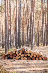 freshly cut logs piled in a forest , highlighting the process of logging and timber preparation