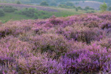 Fototapeta premium Nature landscape, The flowering Calluna vulgaris (heide, ling, or simply heather) on slope, Purple flowers on the hill side field, Posbank, Veluwezoom National Park in Rheden, Gelderland, Netherlands.