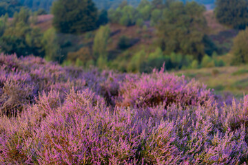 Obraz premium Nature landscape, The flowering Calluna vulgaris (heide, ling, or simply heather) on slope, Purple flowers on the hill side field, Posbank, Veluwezoom National Park in Rheden, Gelderland, Netherlands.