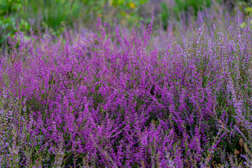Obraz premium Selective focus of purple flowers in the filed, Calluna vulgaris (Heide, Heath, ling or simply heather) is the sole species in the genus Calluna, Flowering plant family Ericaceae, Natural background.