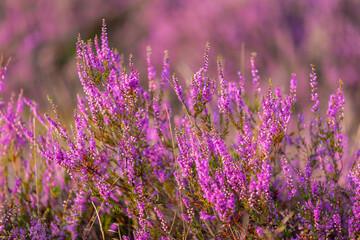 Selective focus of purple flowers in the filed, Calluna vulgaris (Heide, Heath, ling or simply heather) is the sole species in the genus Calluna, Flowering plant family Ericaceae, Natural background.