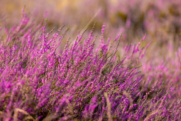 Selective focus of purple flowers in the filed, Calluna vulgaris (Heide, Heath, ling or simply...