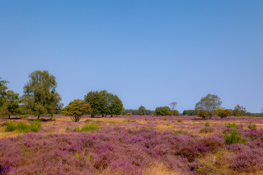 Nature landscape, Purple flowers with trees, Flowering Calluna vulgaris (Heide, Heather or Ling) The sole species in the genus Calluna in the family of Ericaceae, Bussumerheide, Hilversum, Netherlands