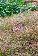cat on the grass. gato al acecho