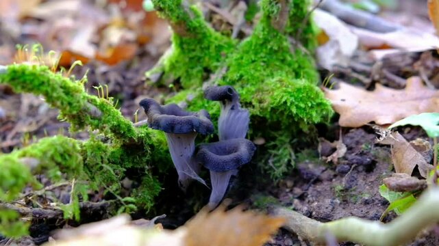 mushrooms among the leaves