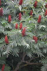 Staghorn sumac_Rhus typhina in summer time with beautiful red bunches at the top of the plant with luxuriant foliage