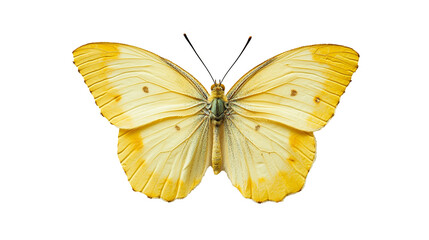 Fototapeta premium a yellow butterfly isolated on transparent or white background, or png