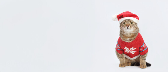 Studio portrait of a gray Santa Claus cat against a white backdground. Kitten wearing warm sweater and Kitten ready for cold winter. Happy New Year 2025. Greeting card. Copy space. Merry Christmas