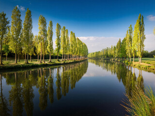Fototapeta premium trees and reflection in water