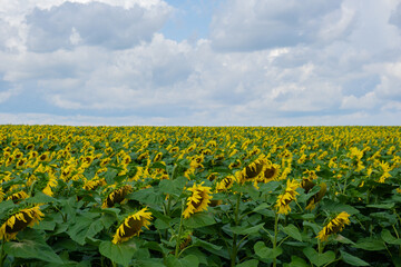 Sunflower field in blu cloudy sky background. Copy space for your text. Natural botany backdrop on gold sunset. Setting sun on field of yellow sunflowers. Flowering meadow on summer landscape
