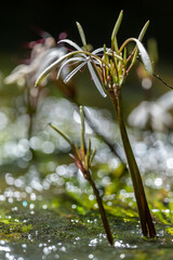 water onion flower is an umbel of large, showy blossoms above the waterline.