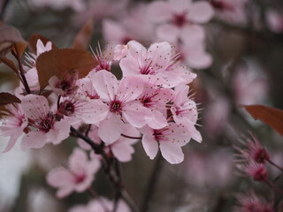 Blüten