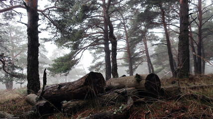 Bosque nublado
