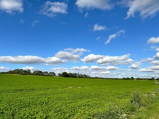 green field and blue sky